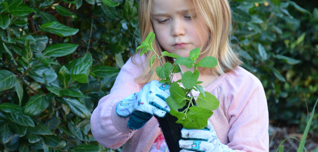 Top 5 Garden Herbs Top 5 Garden Herbs